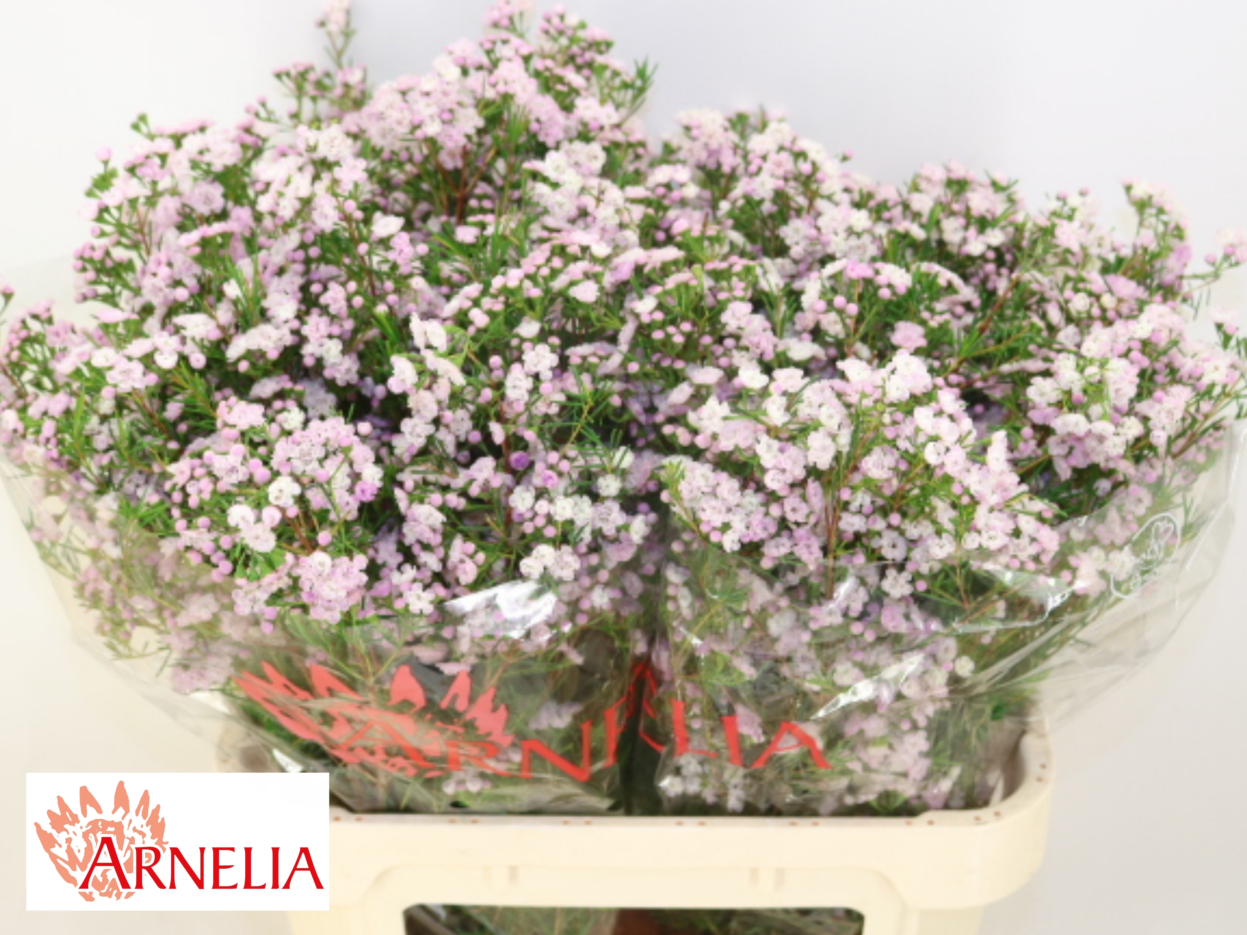 Chamelaucium Dancing Queen 80cm 55gram