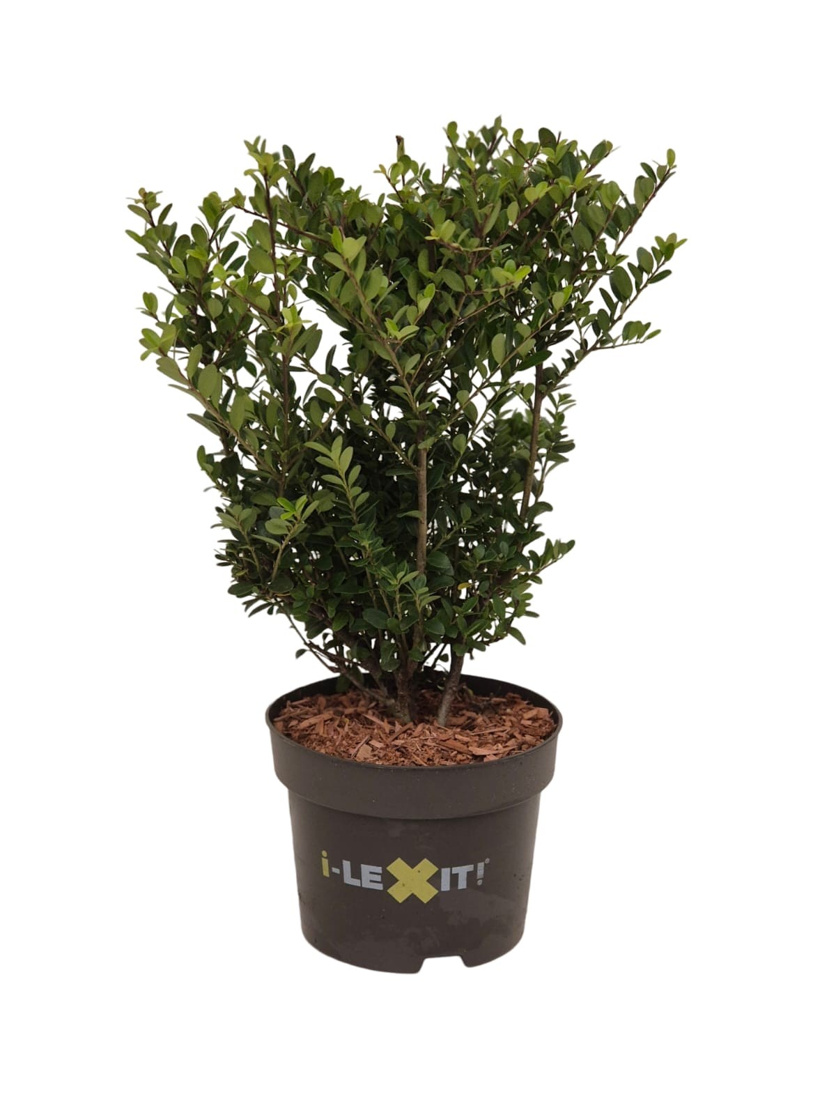 Picture of Ilex crenata Dark Green P17 (2 Ltr) 20/30-cm (LOOSE)