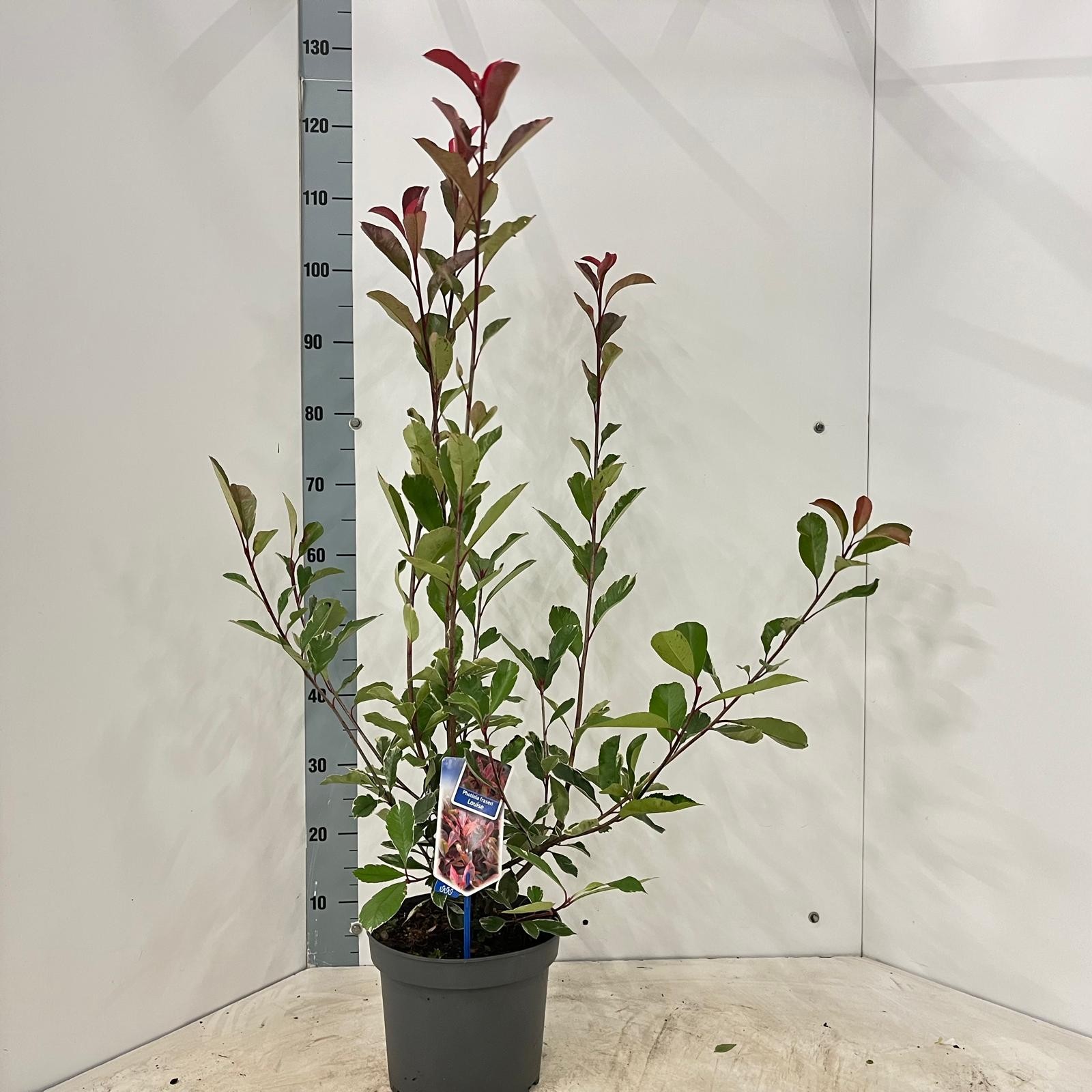 Picture of Photinia fraseri Louise ('McLarlou'PBR)