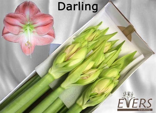 Hippeastrum Darling 4bl