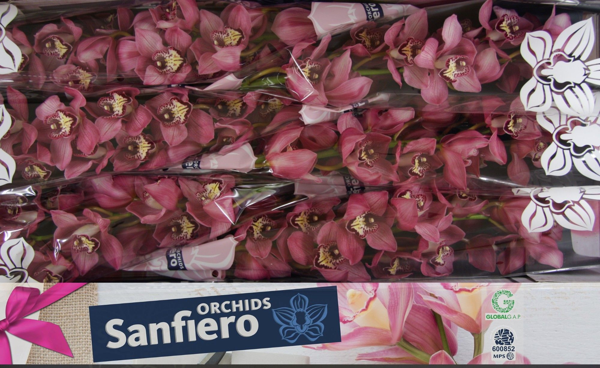 Cymbidium Earl Sky Scraper 12/15bl