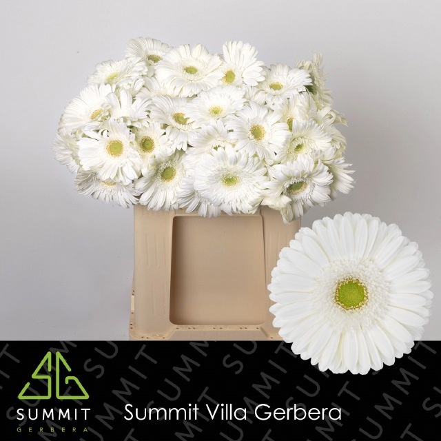 Gerbera Skydance 45cm 10Ø
