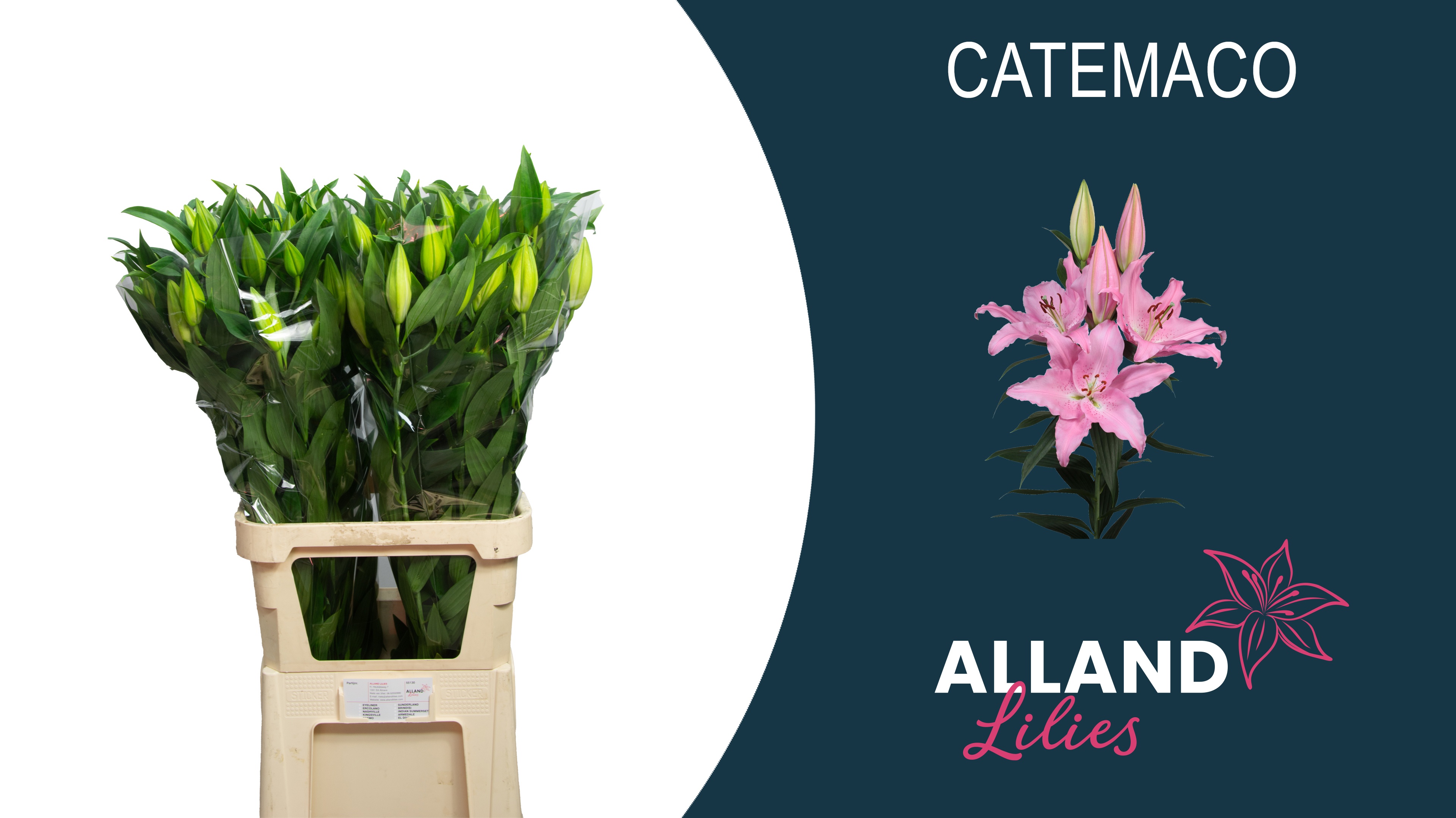 Lilium Or Catemaco 70cm 2/4bl