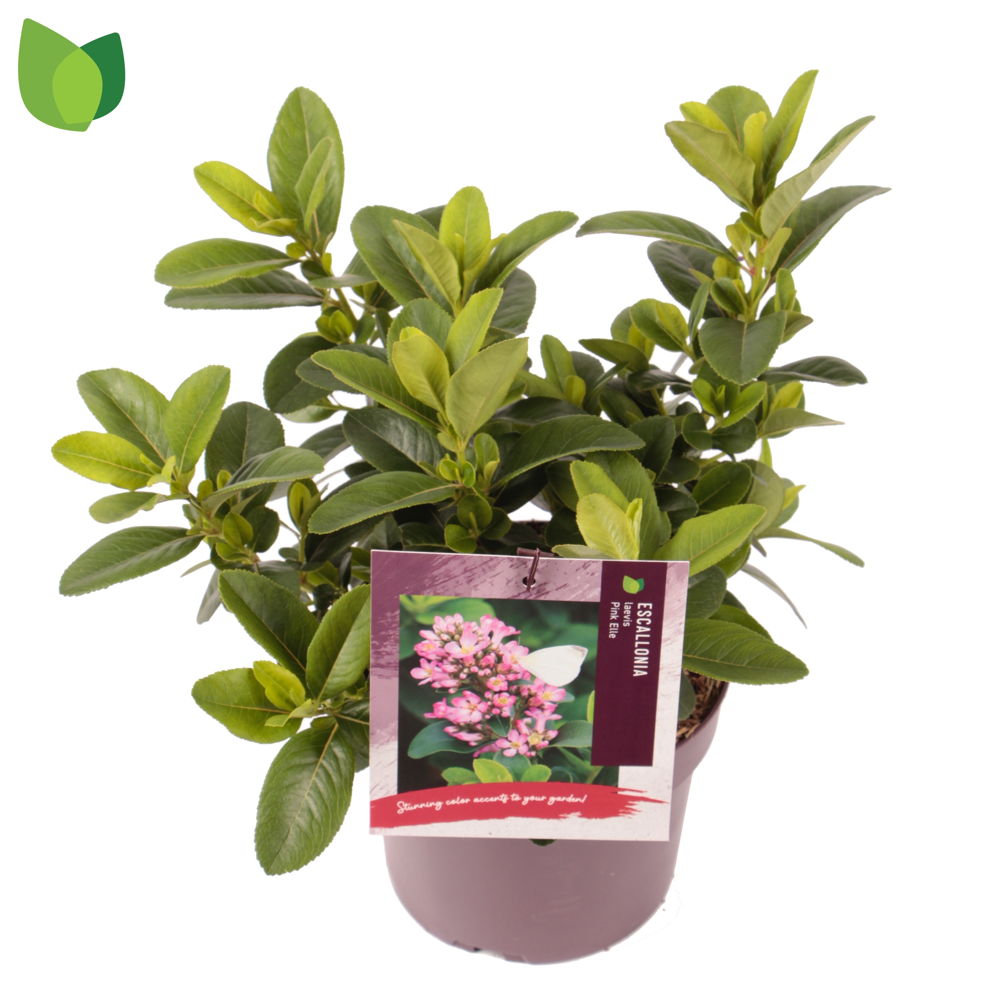 Escallonia laevis Pink Elle ('Lades')