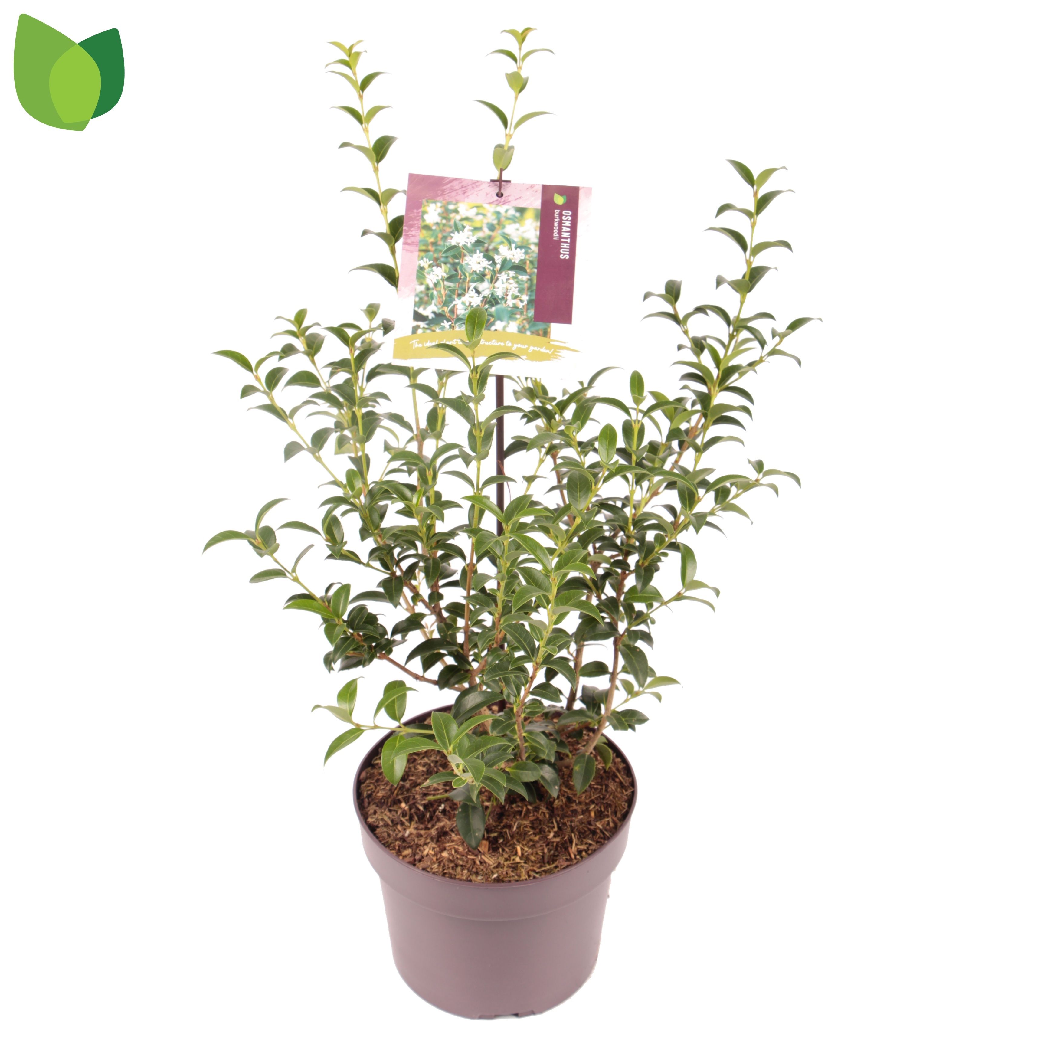 Osmanthus burkwoodii