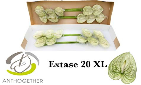 Anth A Extase