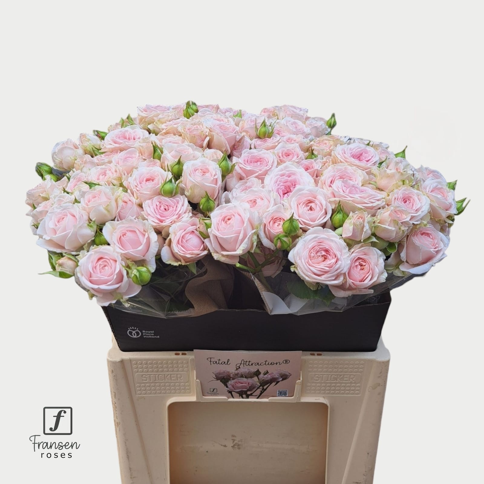 R Tr Rlm Fatal Attra
