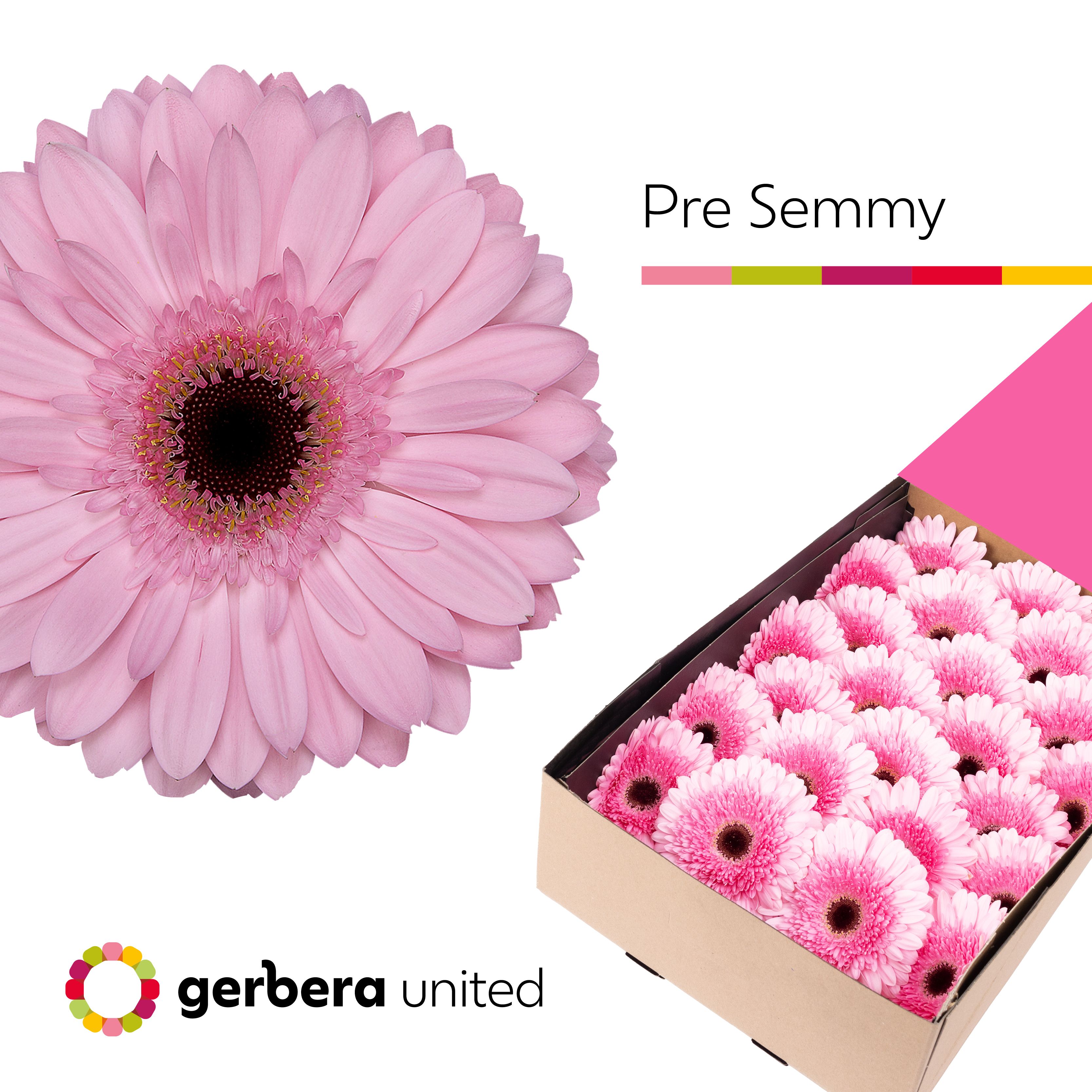 Ge Gr Pre-semmy