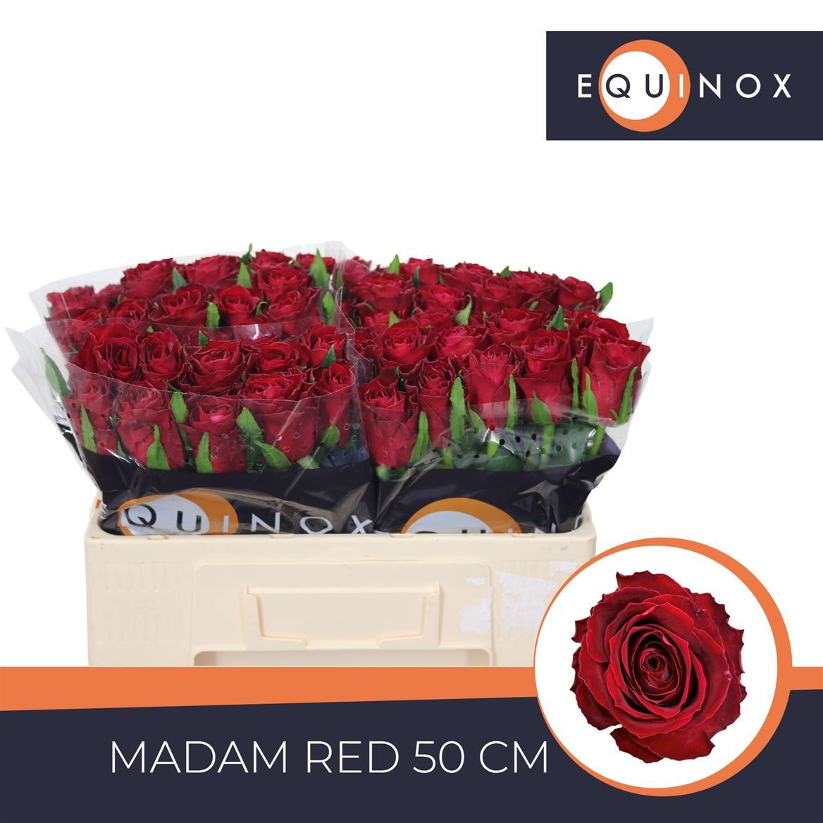 R Gr Madam Red