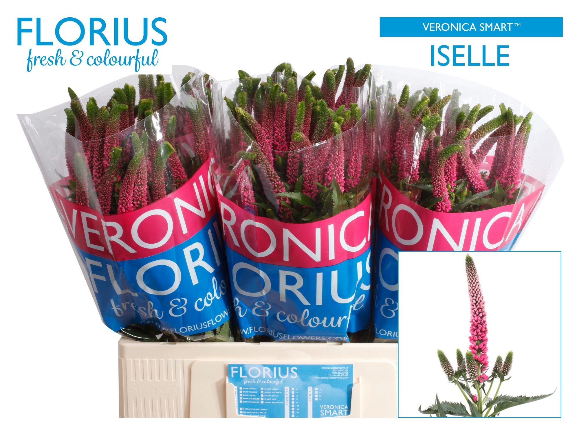 Veronica Smart Iselle 60cm