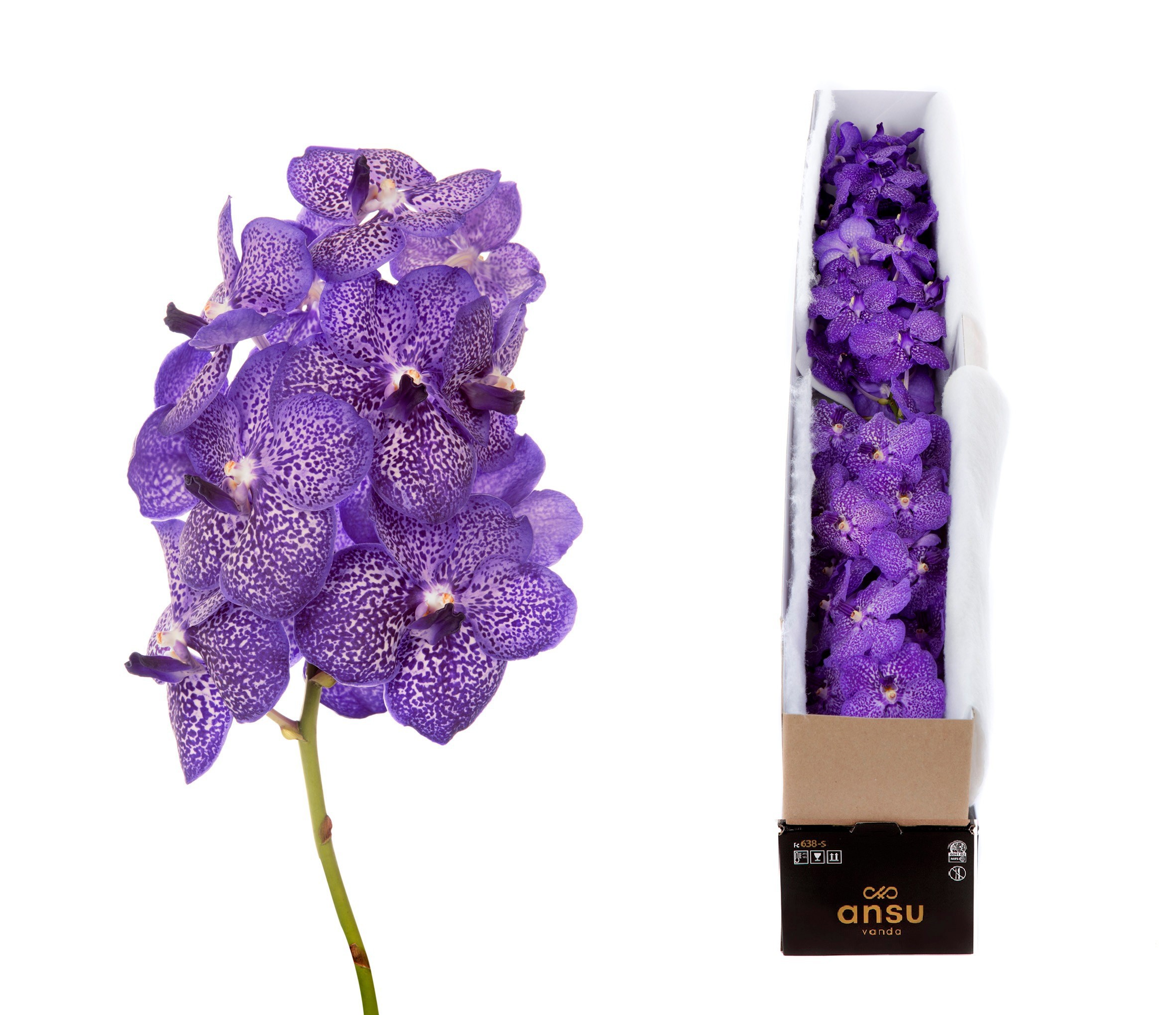 Vanda Su Blueb Smoot