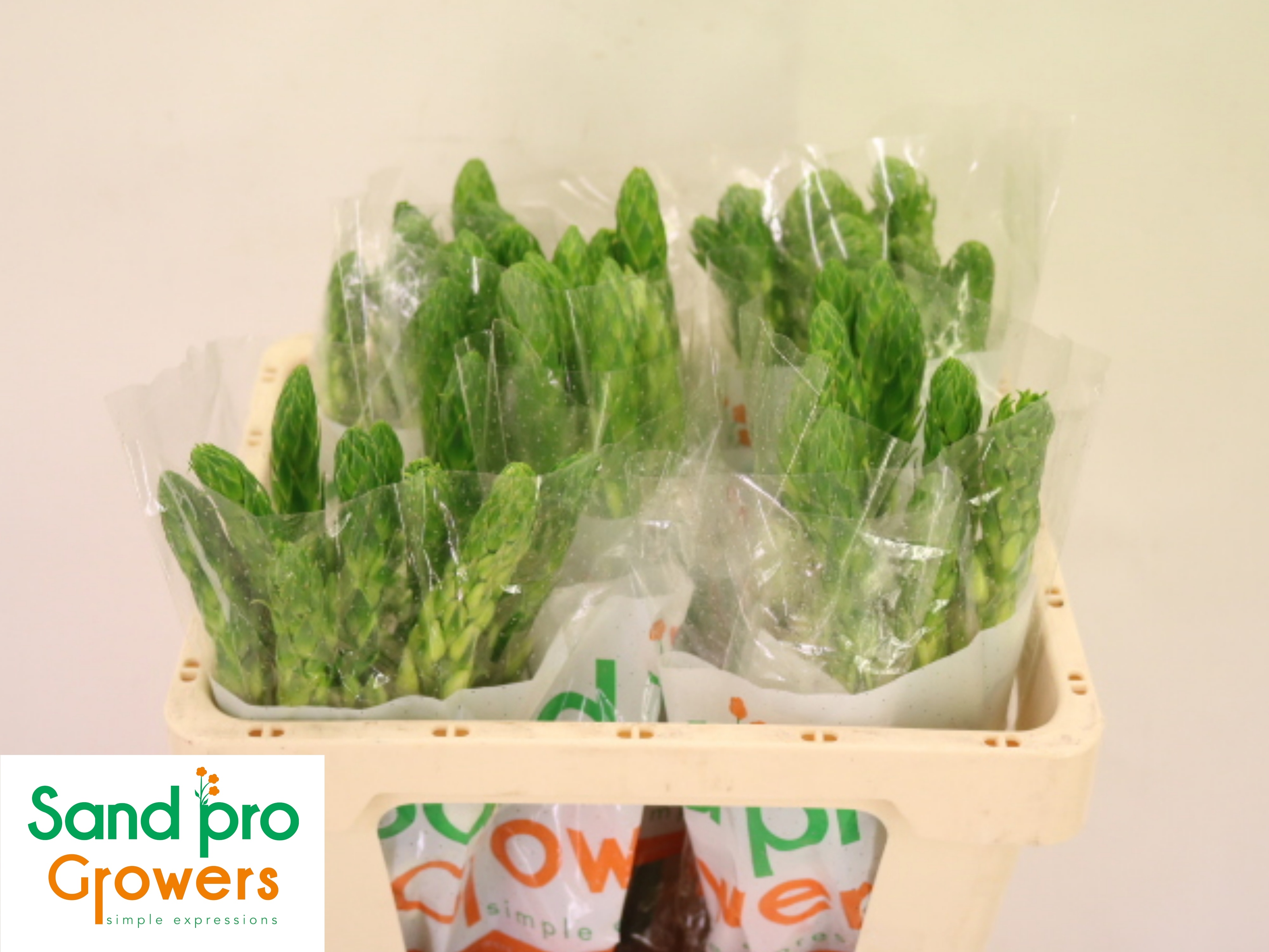 Ornithogalum Milky Way 50cm
