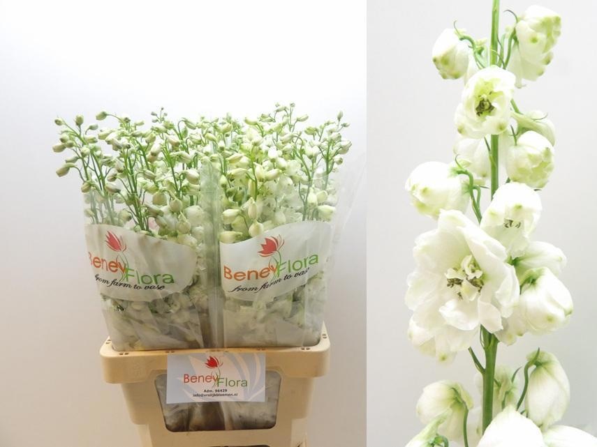 Delphinium Elatum Guard White 70cm