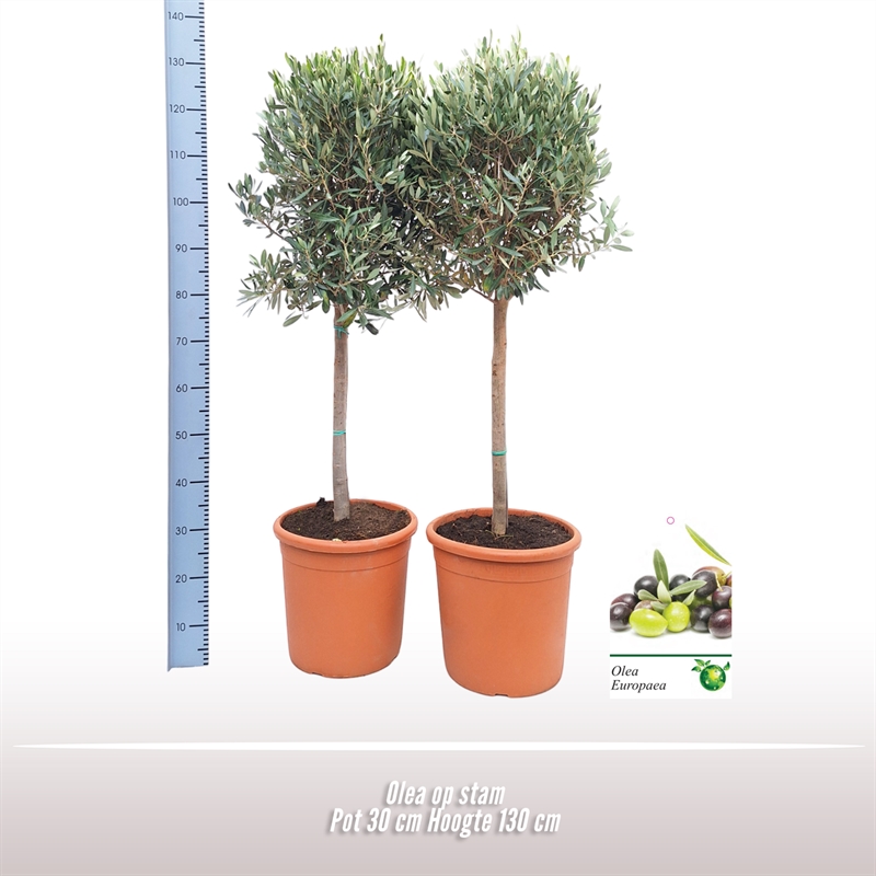 Picture of Olea op stam P30 130CM