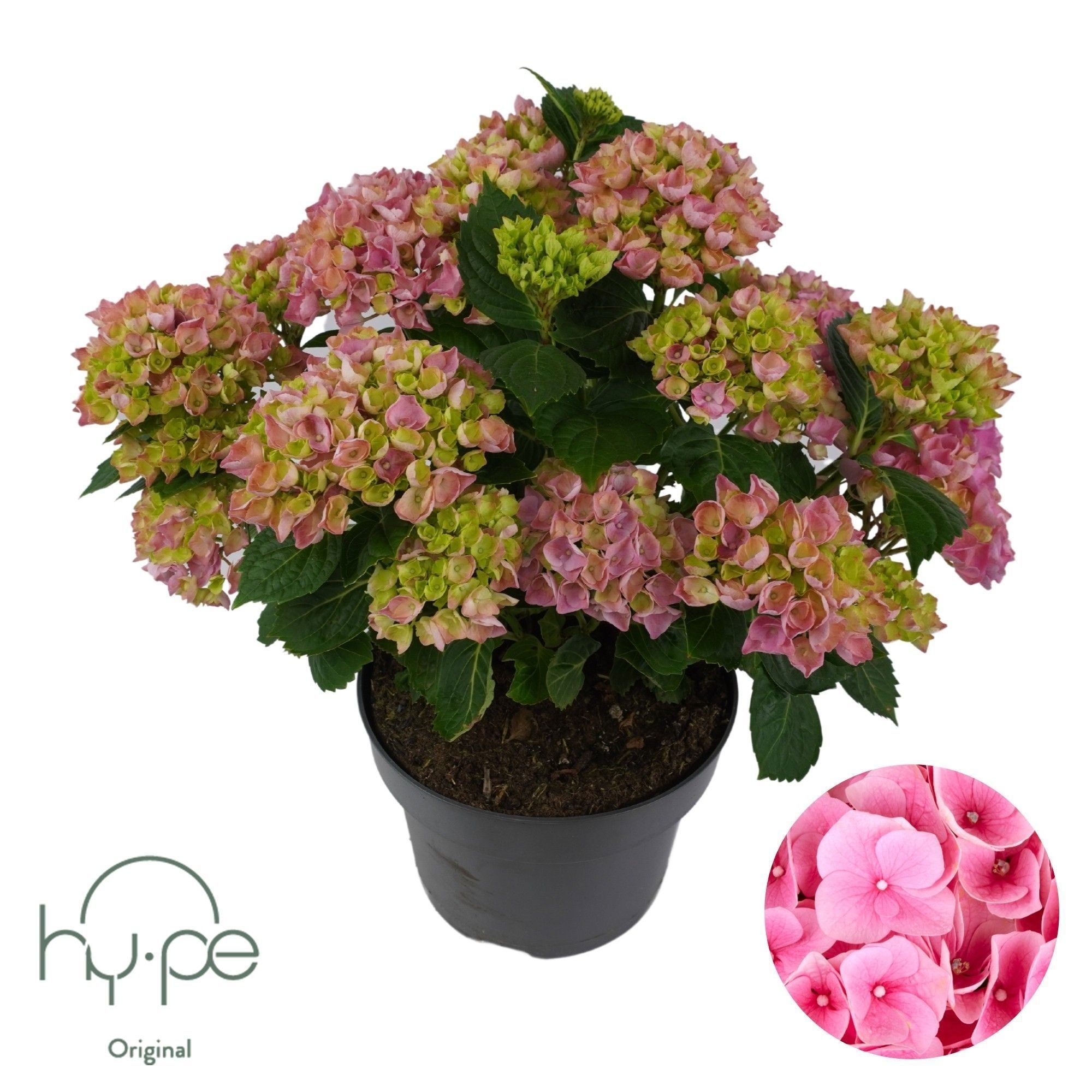 Hydrangea Mophead Pink 10+ | Hy-pe Original