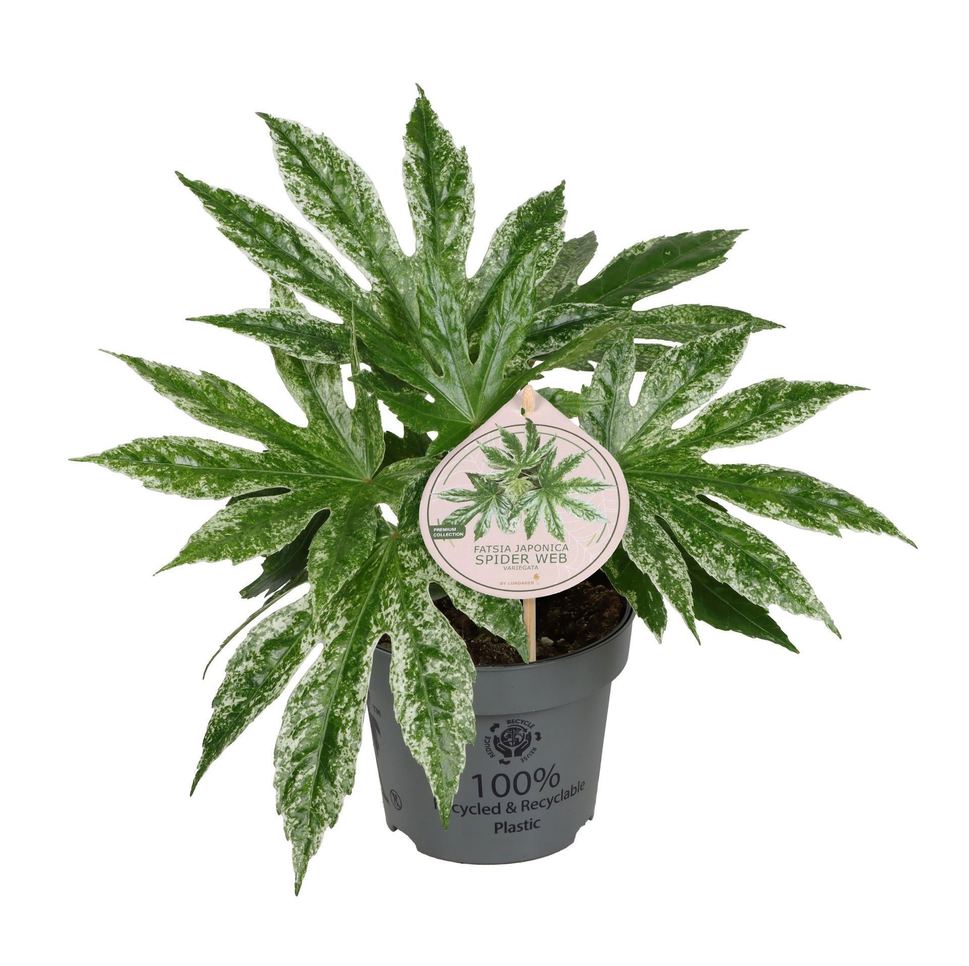 Fatsia Japonica Spider Web Variegata