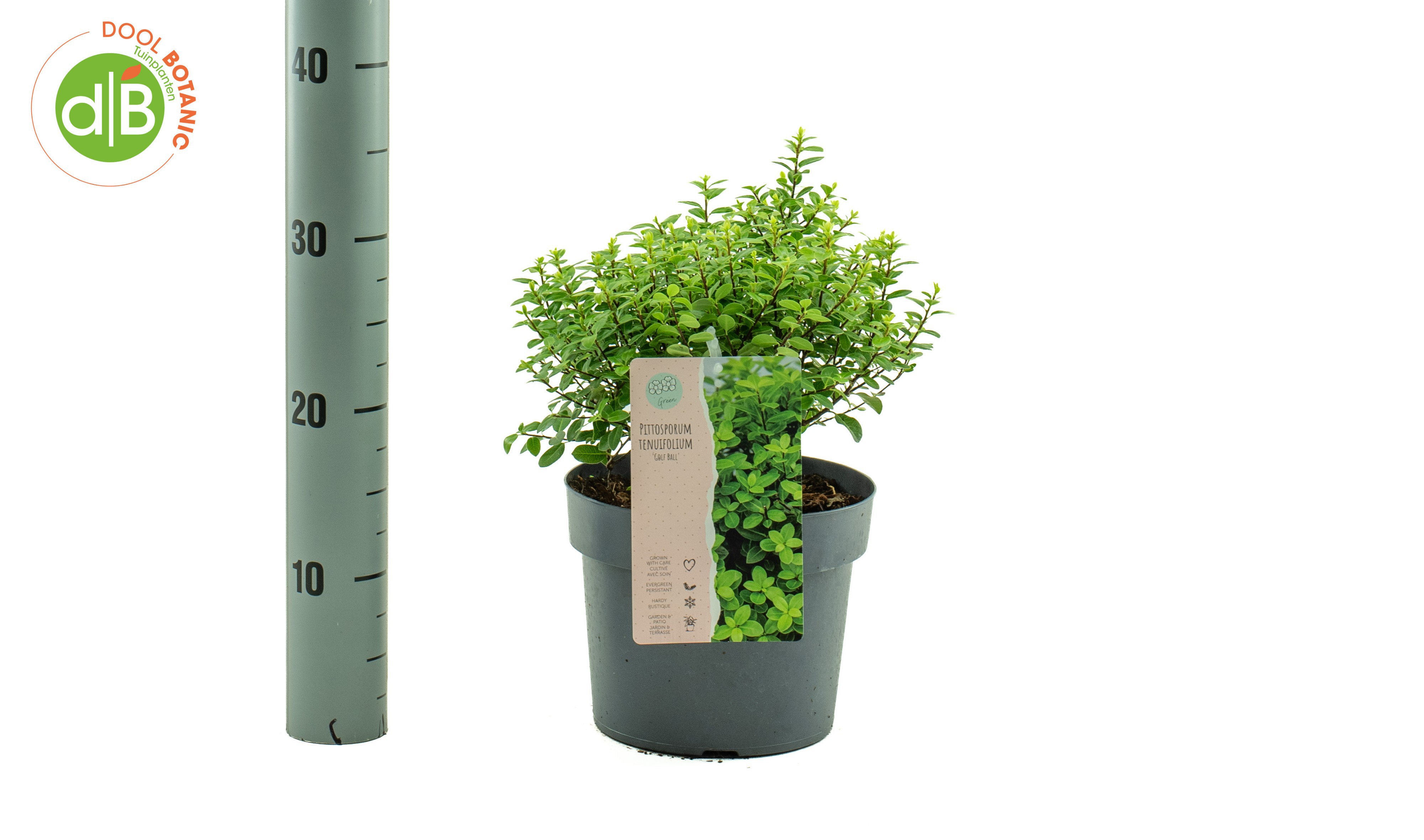 Pittosporum tenuifolium 'Golf Ball'