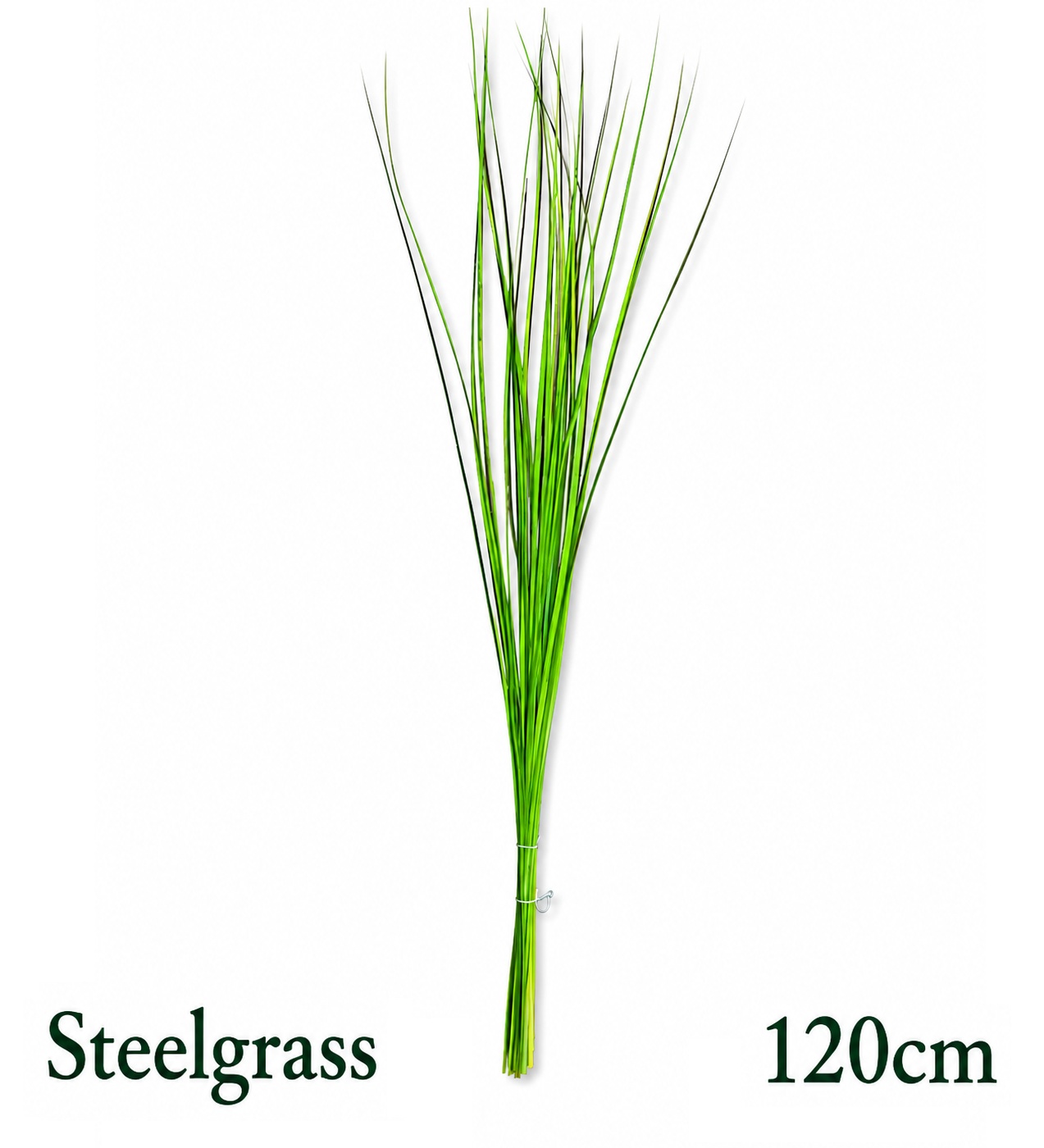 Xanthorrhoea Steelgr