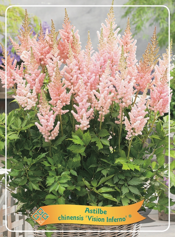 Picture of Astilbe mix 6x10 srt. per shelve P11