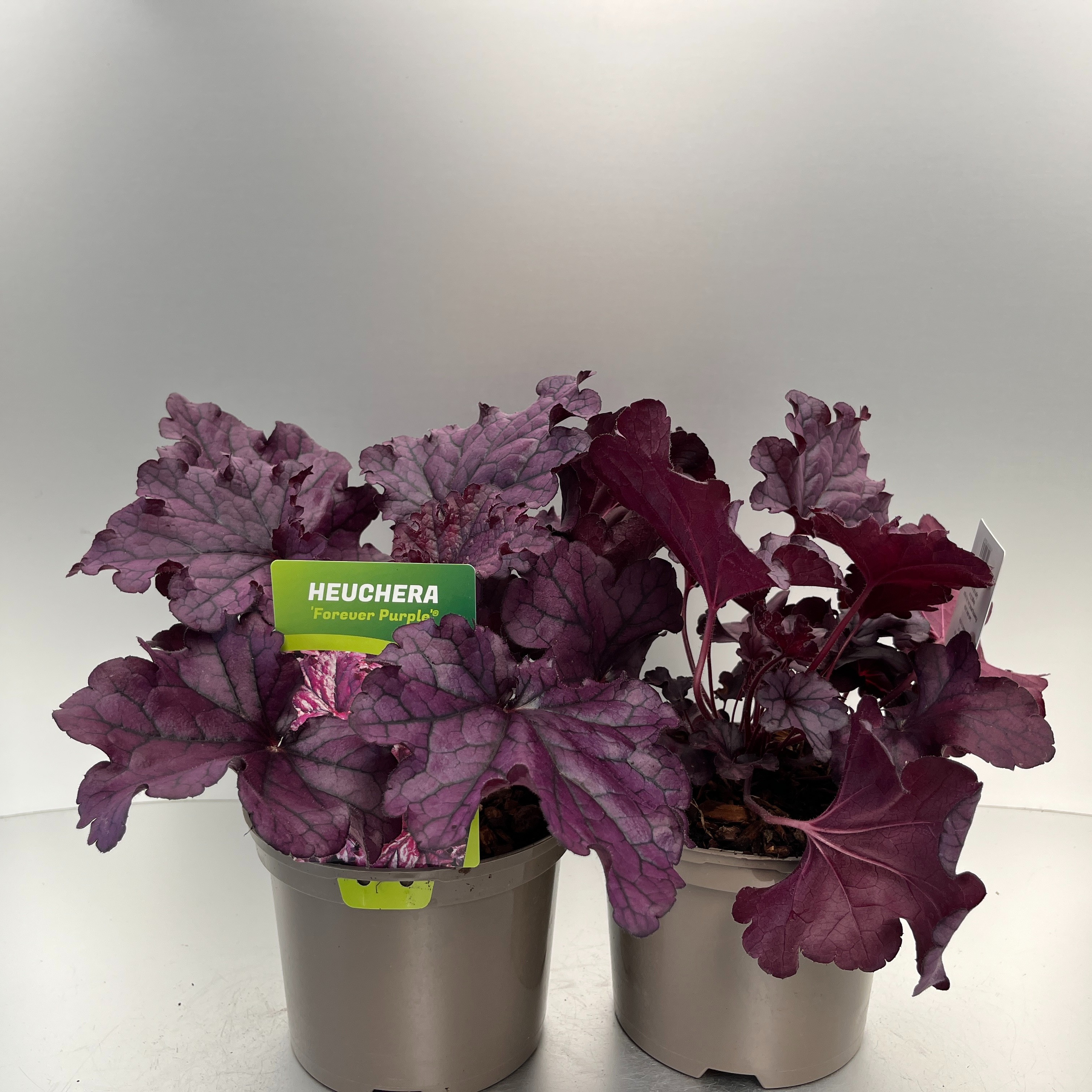 Picture of Heuchera Forever Purple P17 (2 Ltr)