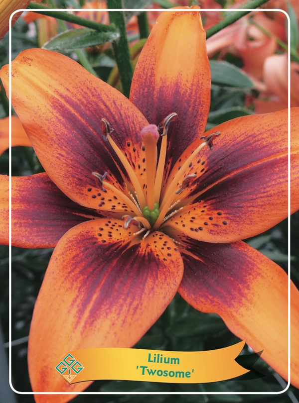 Picture of Lilium mix 6x10 srt. per shelve P11