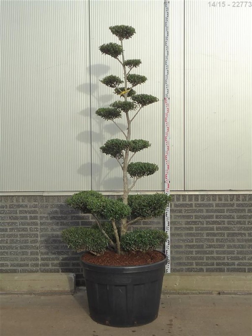 Ilex crenata 'Blondie'