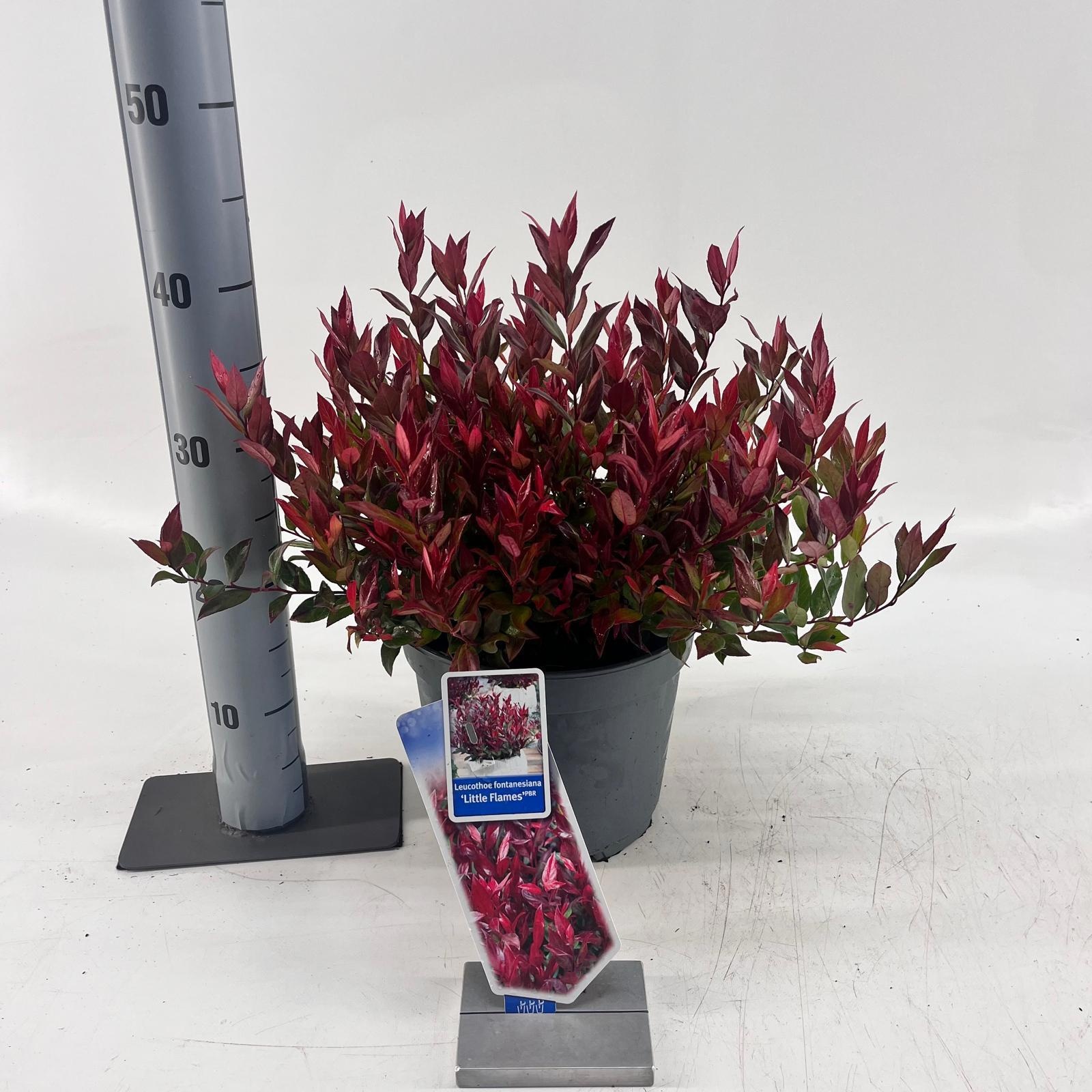 Leucothoe 'Little Flames'