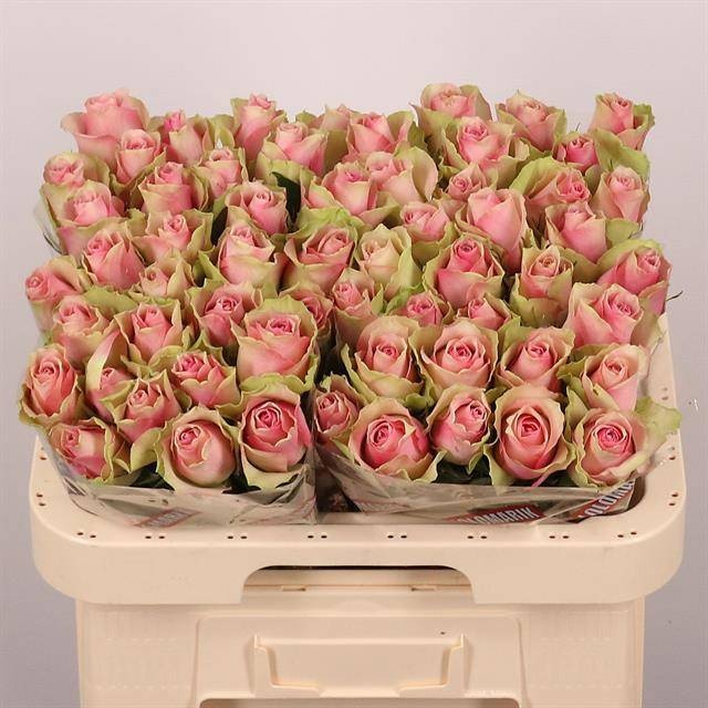 R Gr Belle Rose