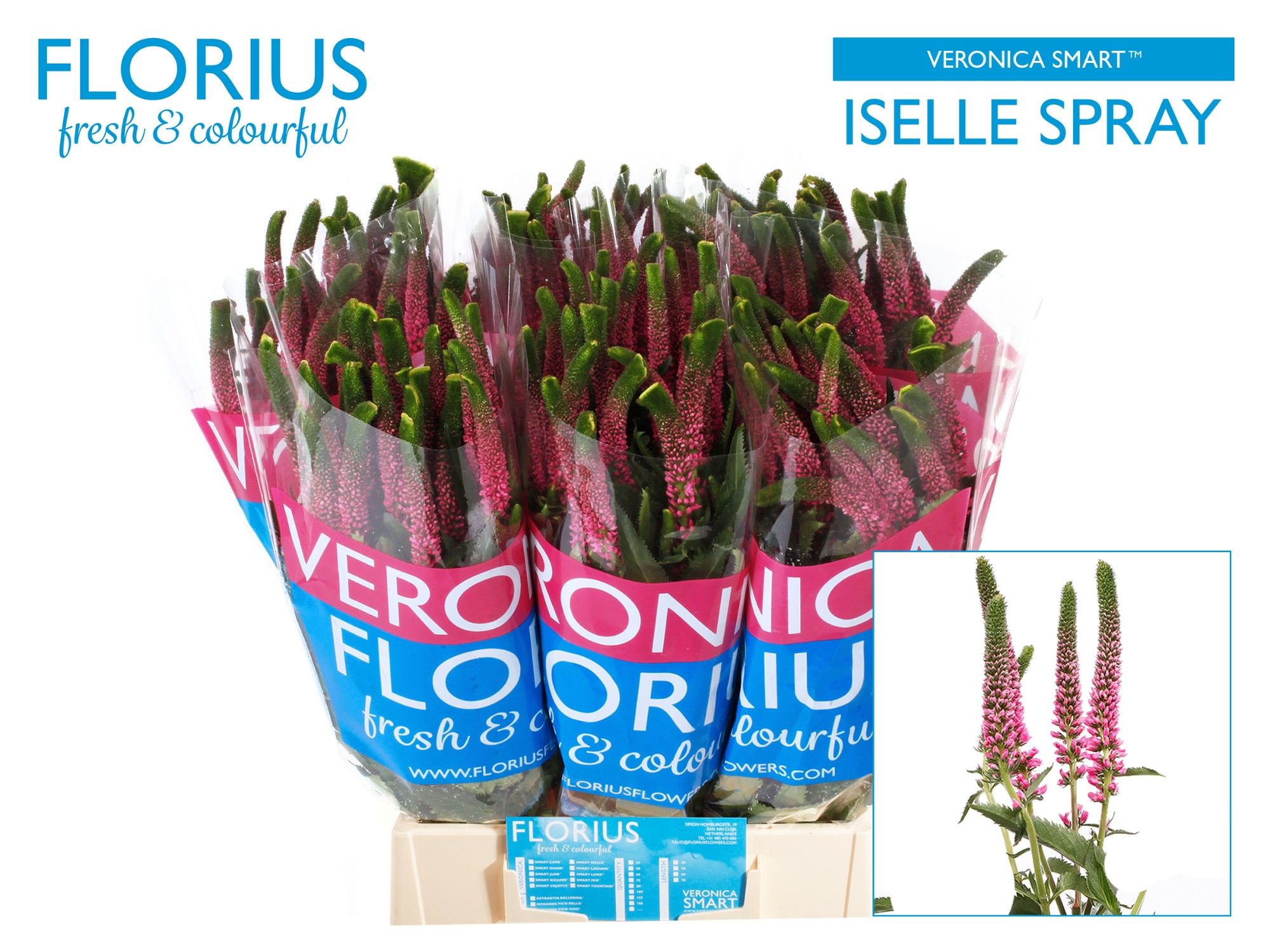 Veronica Smart Iselle 50cm