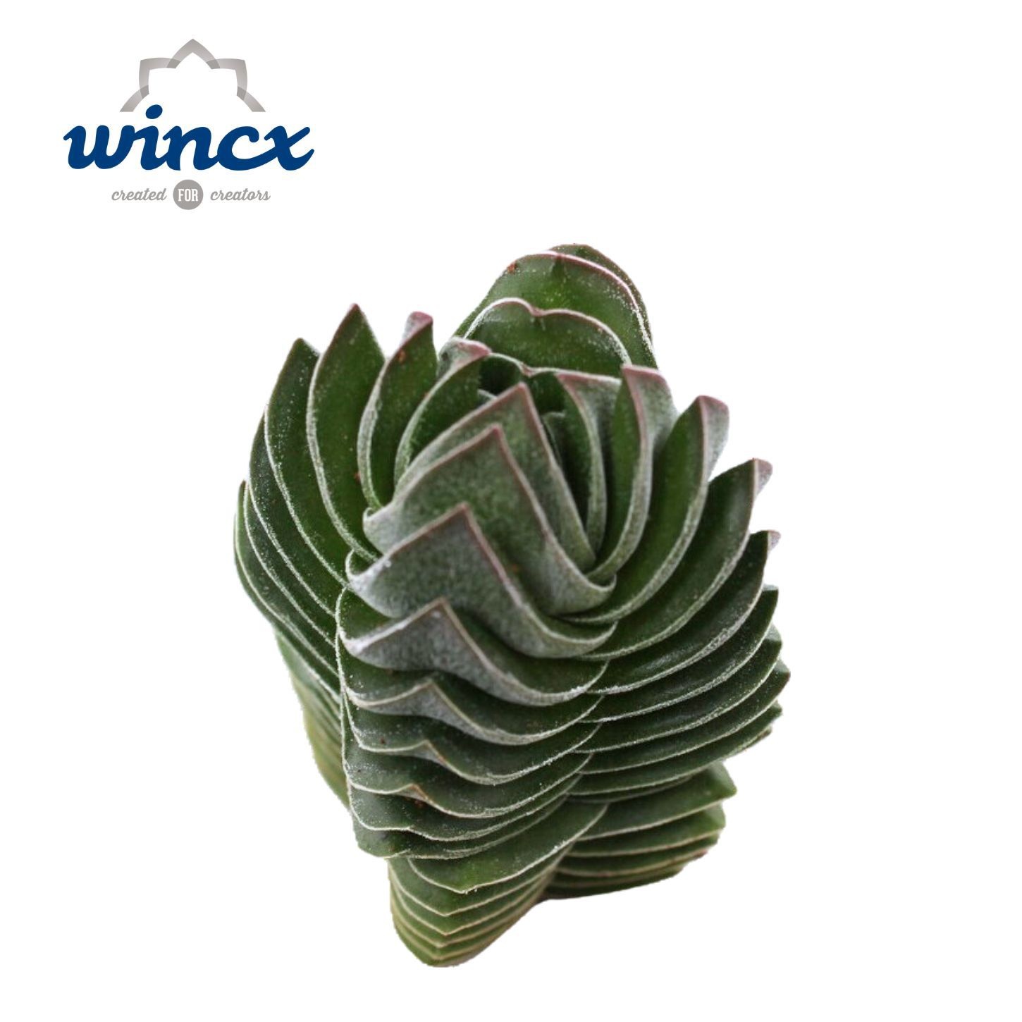 Crassula Buddha Temple Cutfl (diameter 3cm)