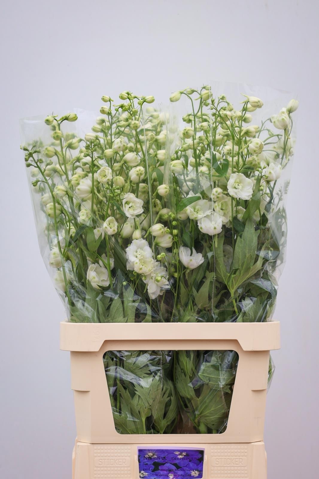 Delphinium El Centurion White 100cm