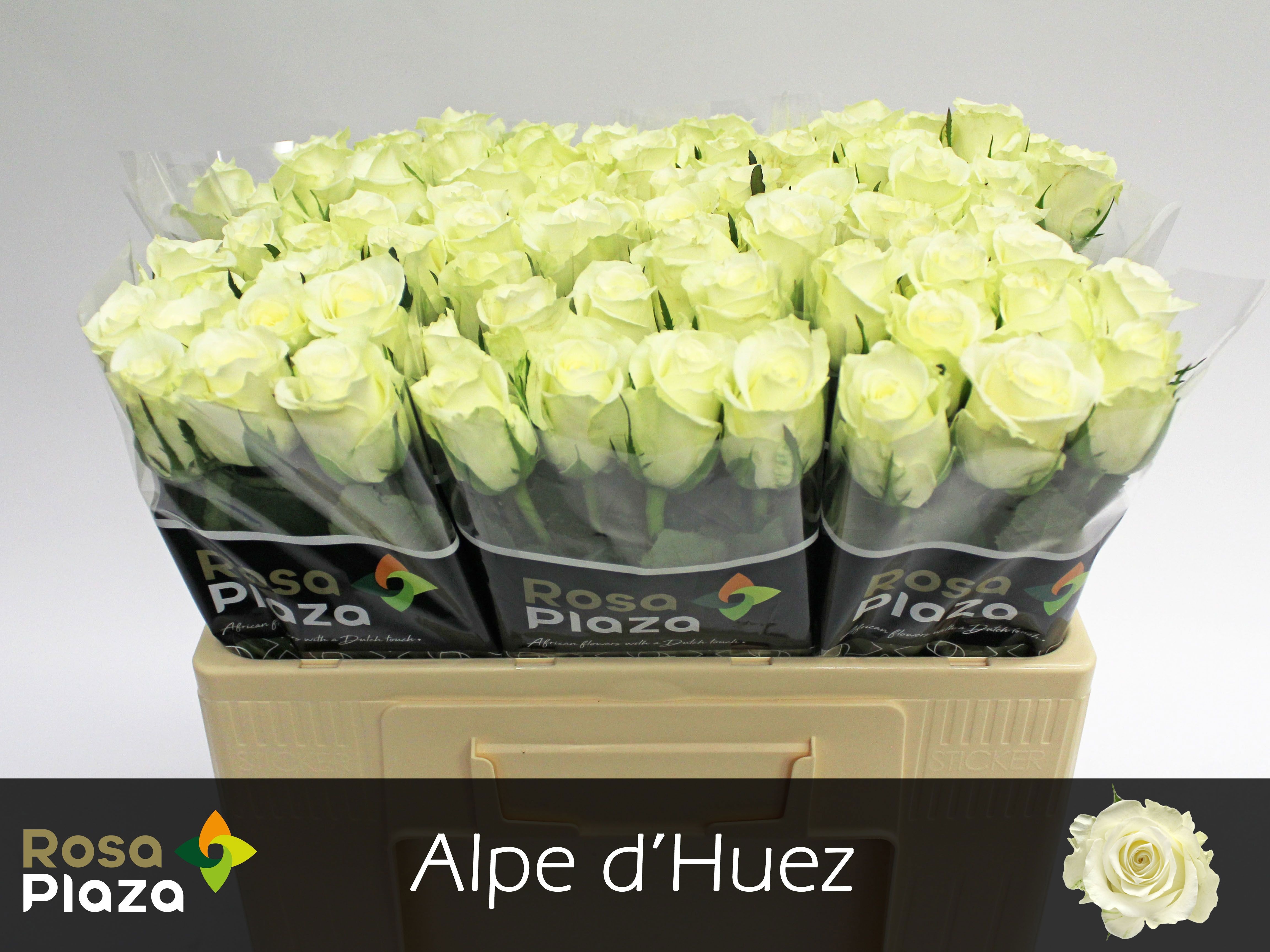 Rosa Alpe D'huez 50cm