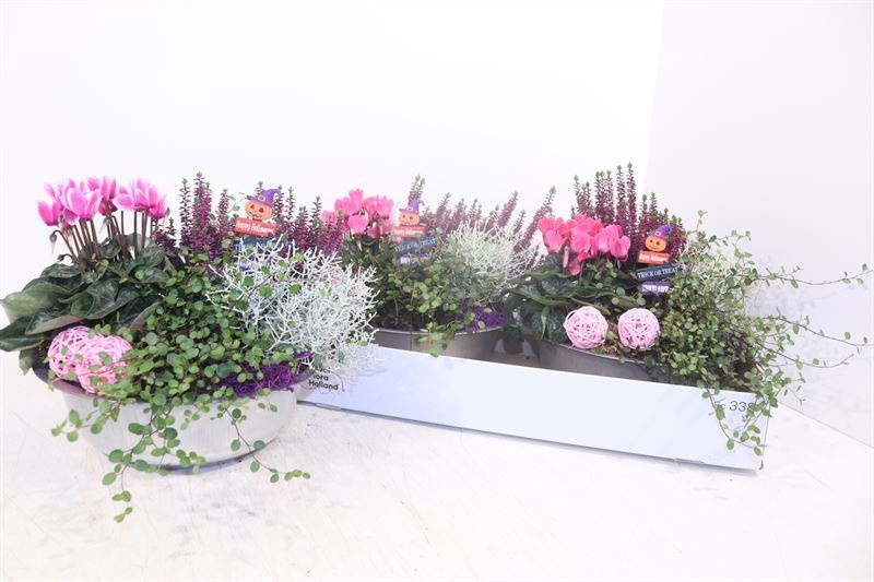 Arr Tuinplanten 25P 27cm