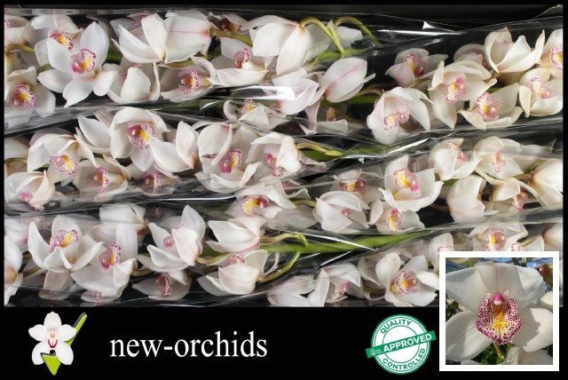 Cymbidium Noorderlich 12/15bl