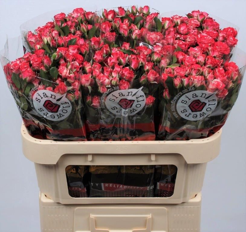Rosa Spr Fireworks 70cm