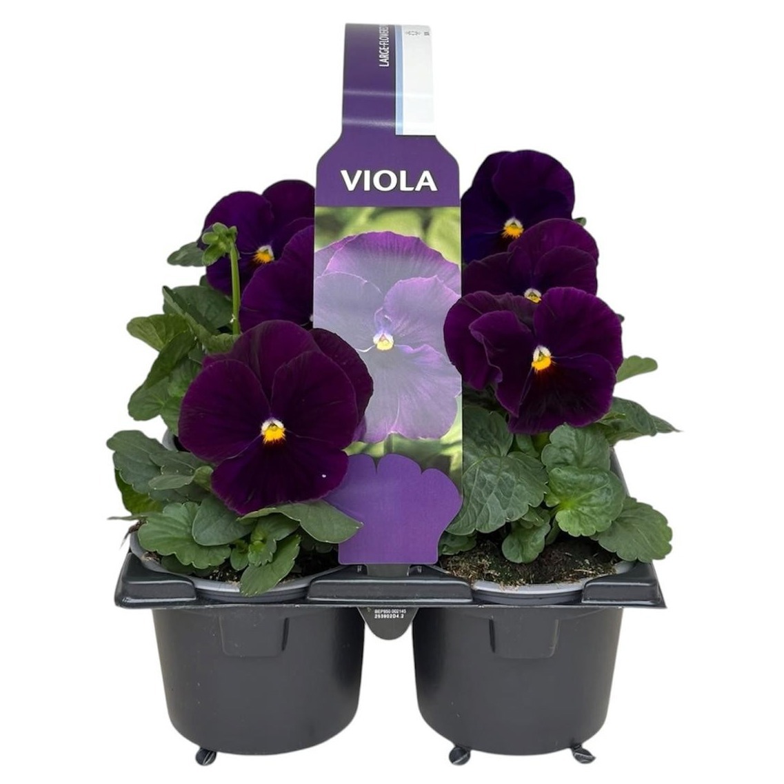 Viola Sixpack Viola F1 Clear Violet