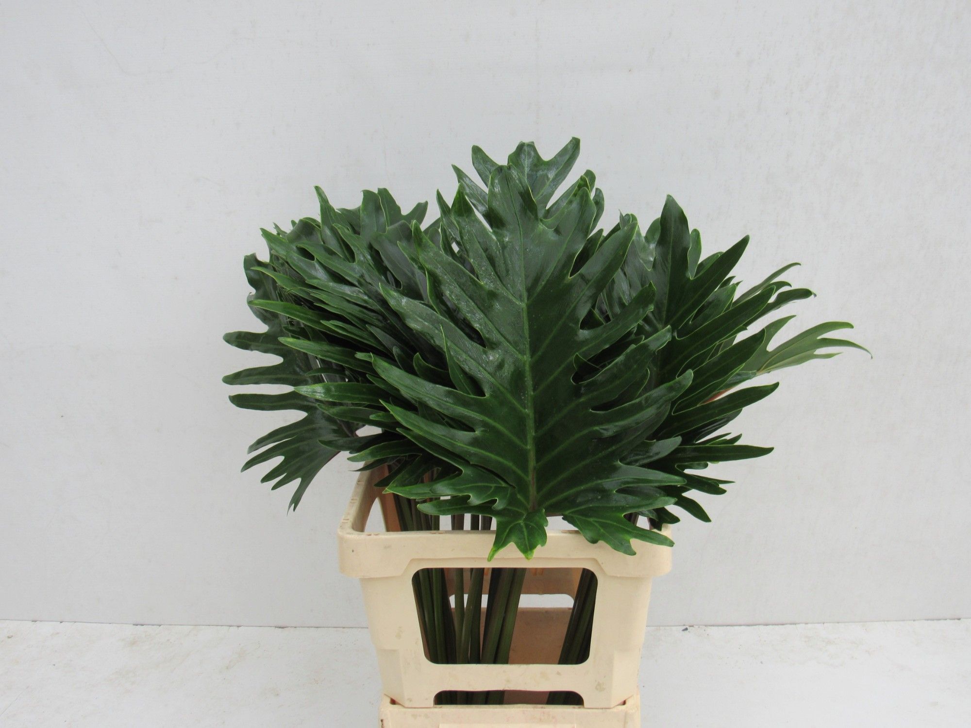 Monstera Xanadu 65cm