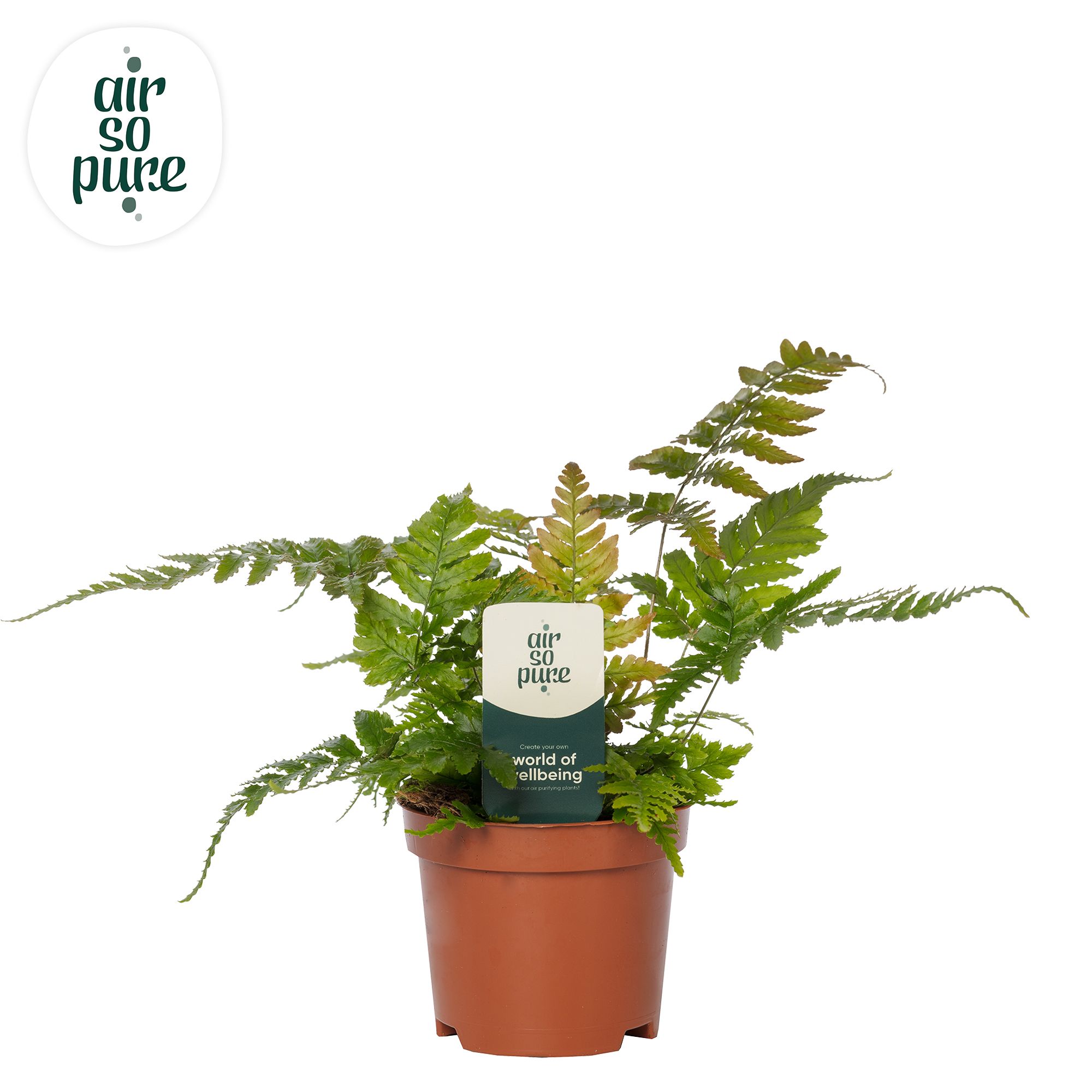 Dryopteris erythrosora - Air So Pure