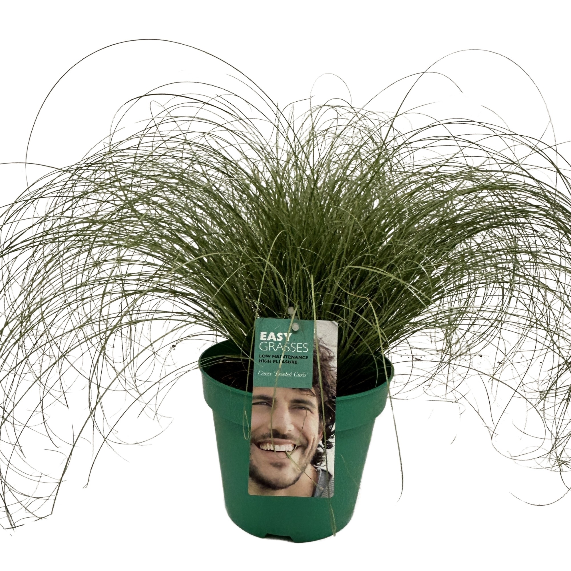 Picture of Carex comans Frosted Curls GROEN