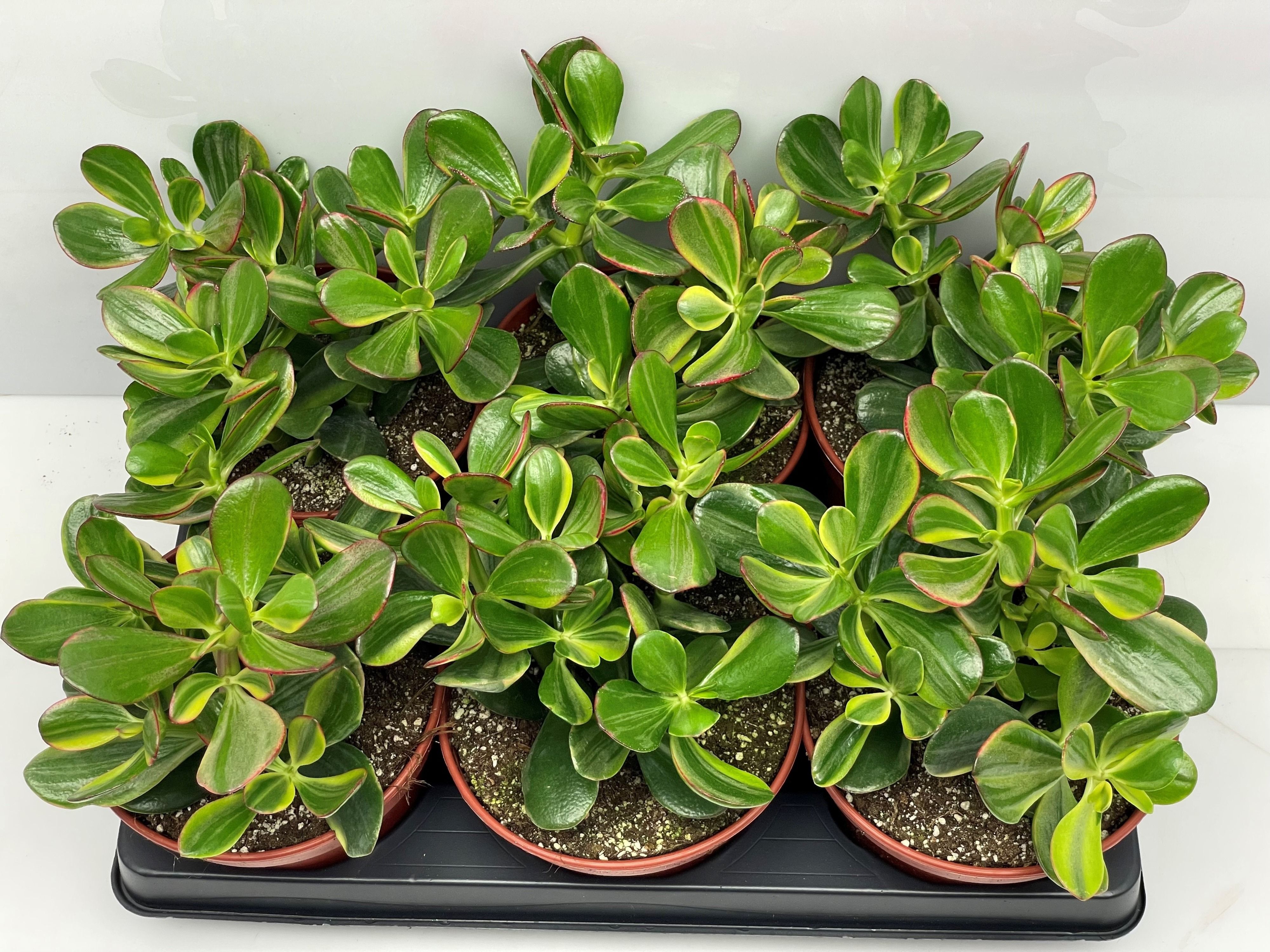 Crass Ovata 15Ø 15cm
