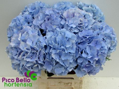 Hydrangea Verena Blue 60cm 18Ø