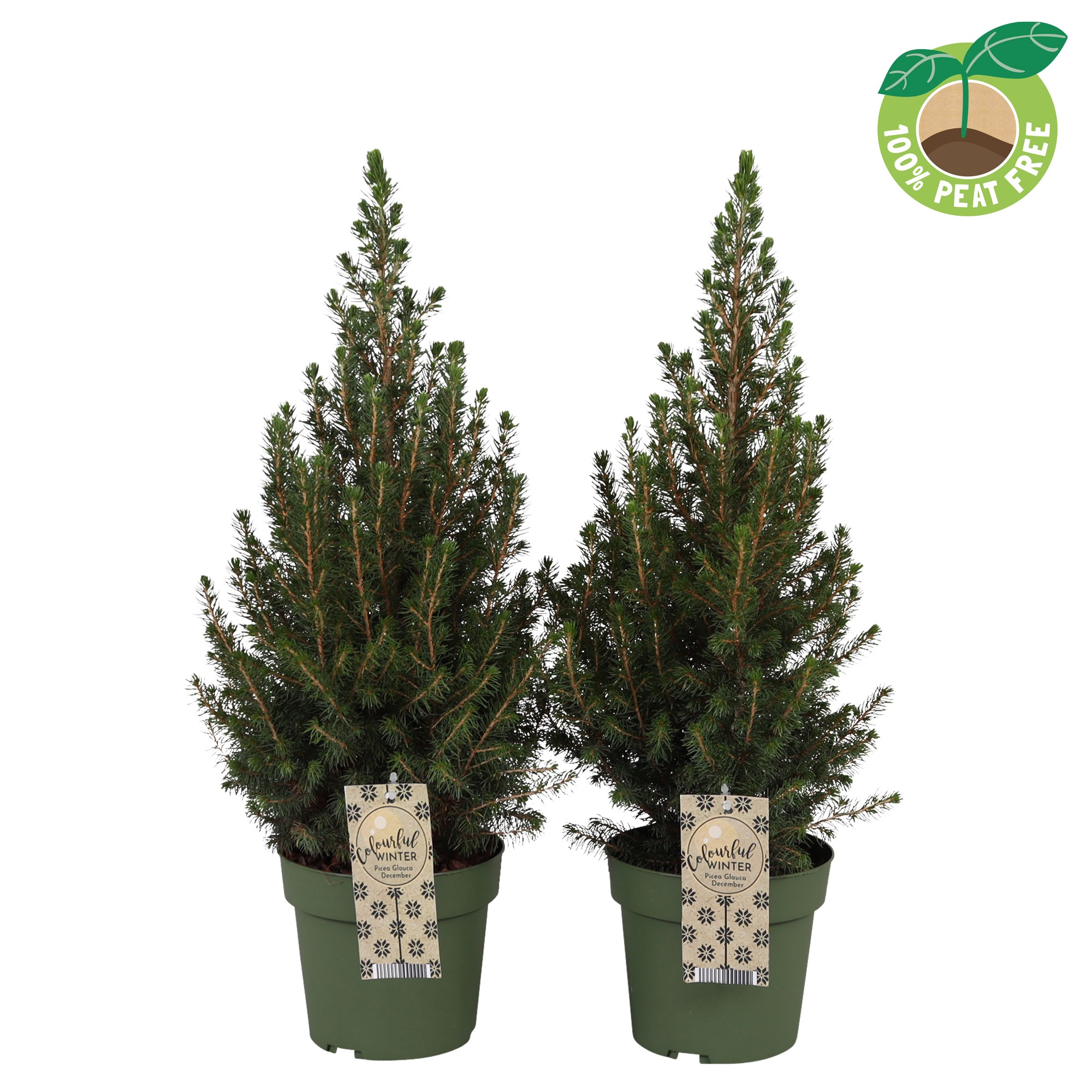 Picture of Picea glauca December P17 (2 Ltr) 60CM (LOOSE)