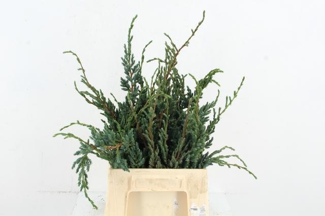 Coniferen Snijgroen 50L.cm