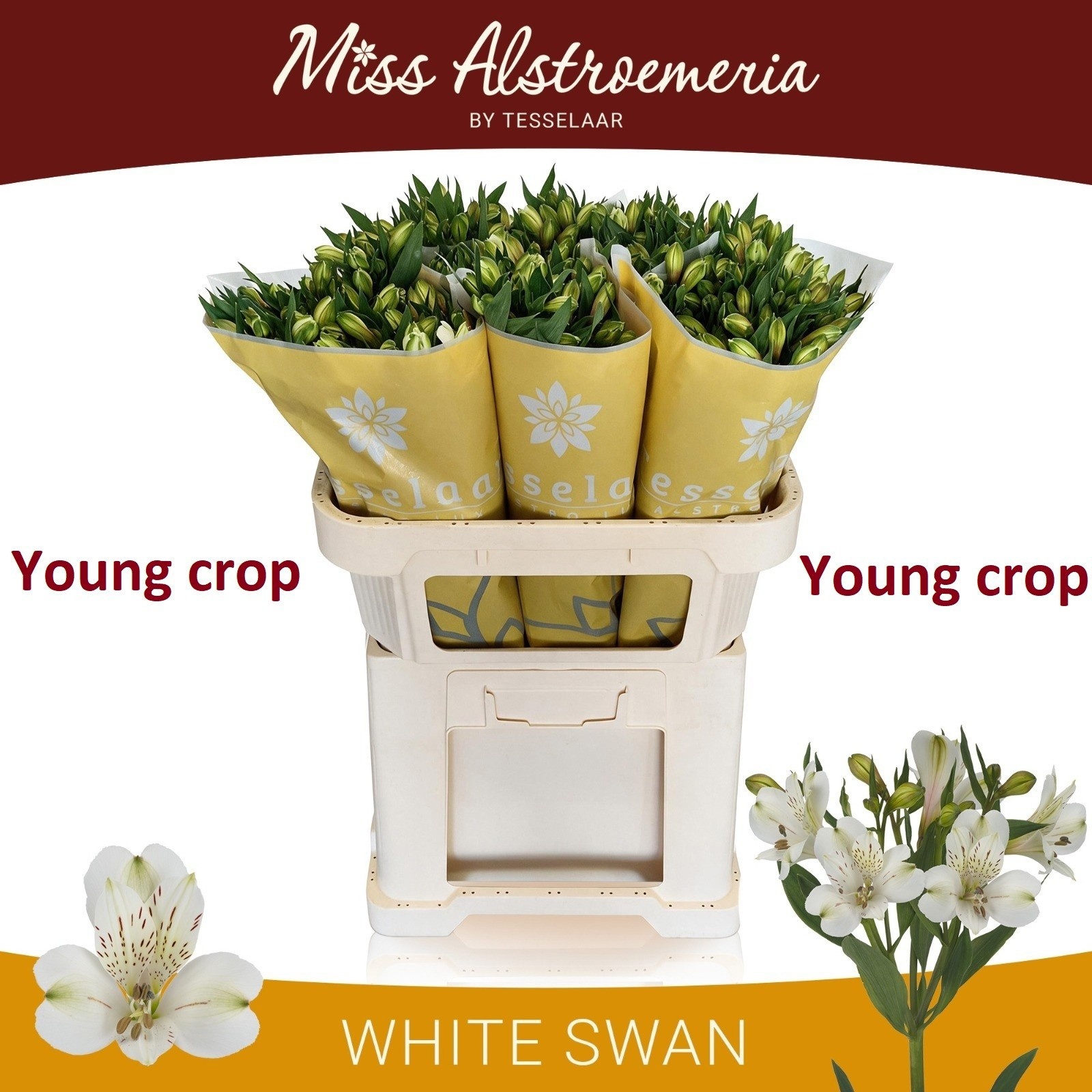 Alstr White Swan