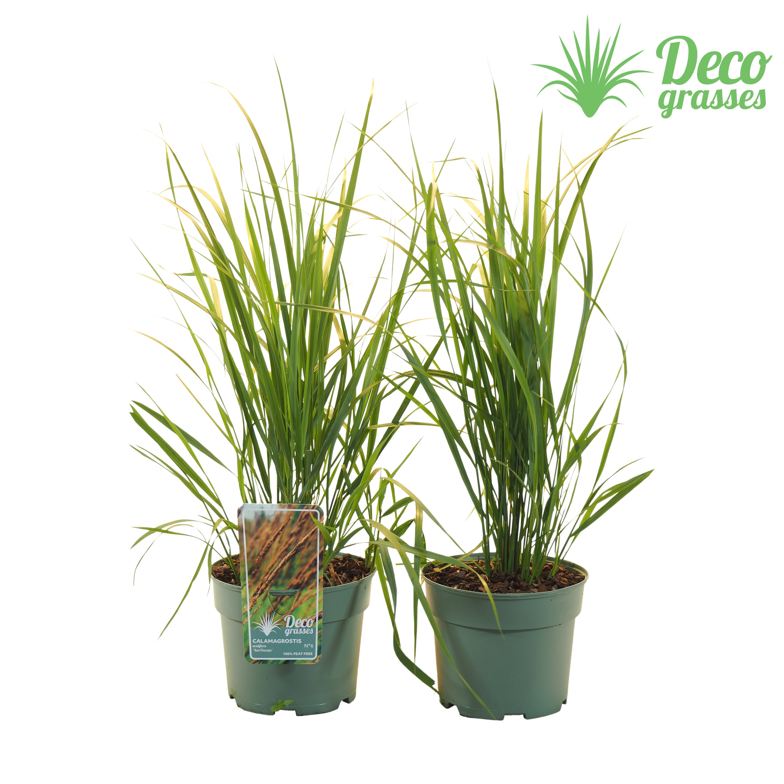 Picture of Calamagrostis acutiflora Karl Foerster ( PEAT FREE ) P19 30CM