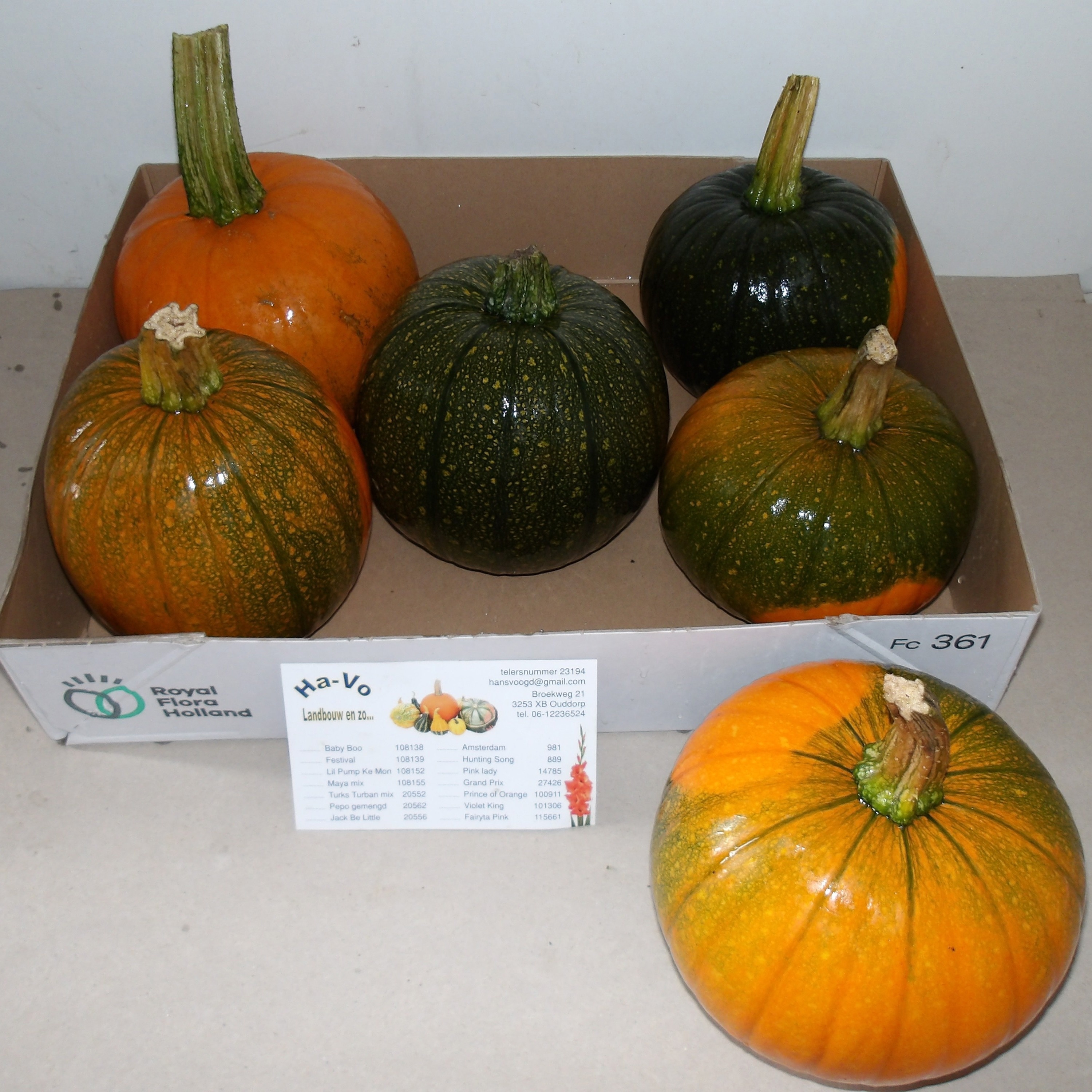 Cuc Maxima Halloween