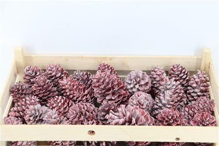 Stick Pine Cone Wax
