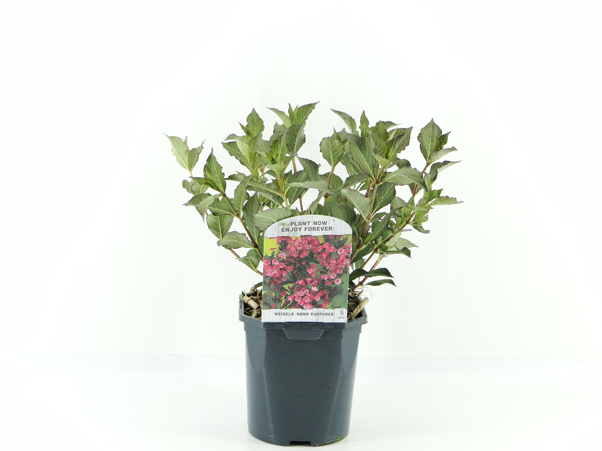 Picture of Weigela flor. Nana Purpurea