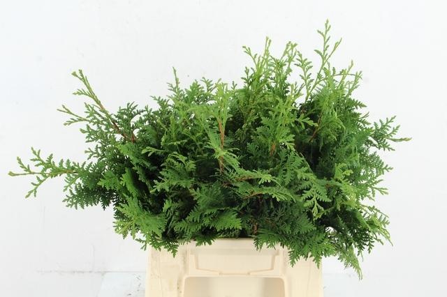 Coniferen Snijgroen 45L.cm
