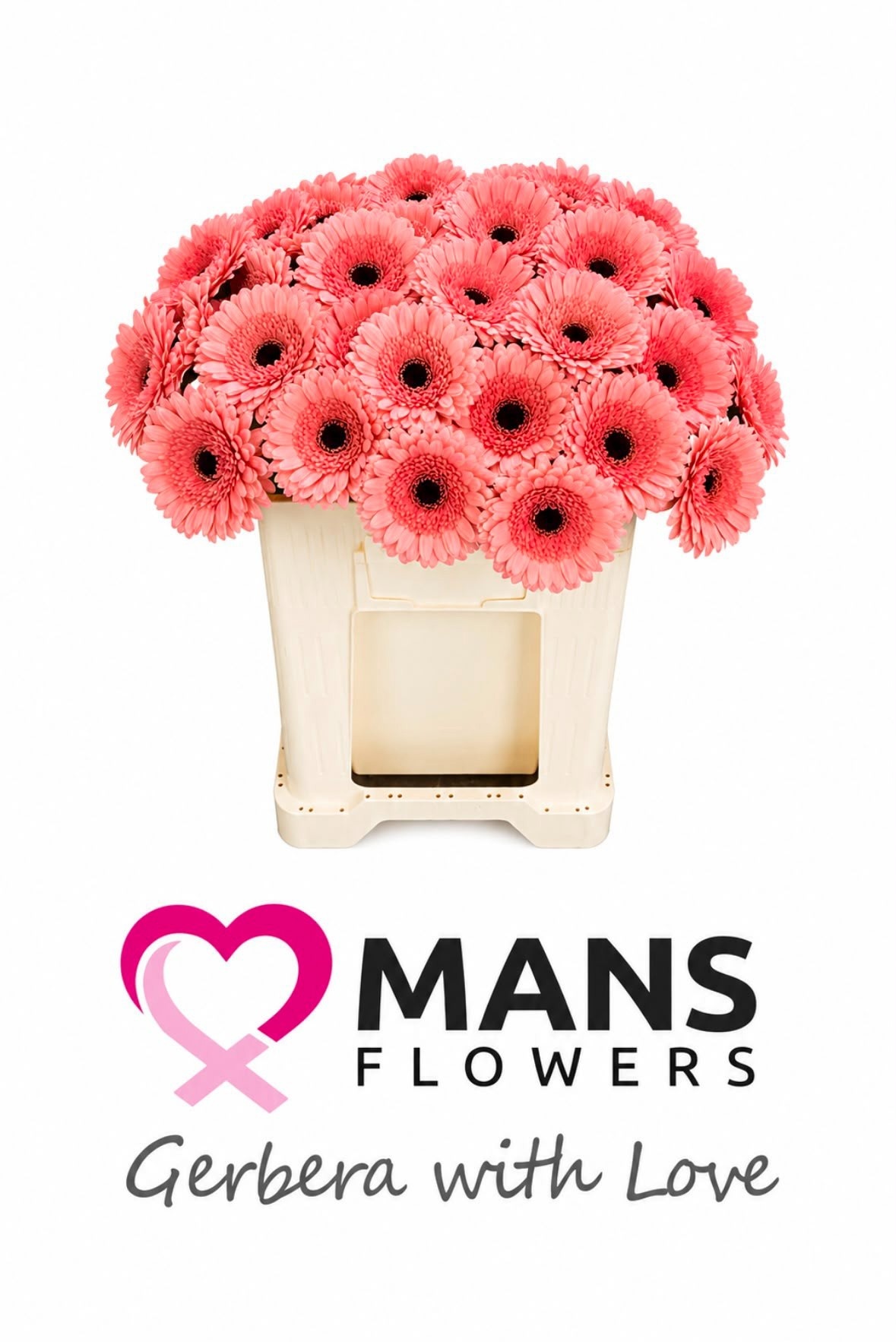 Gerbera Mini Maeve